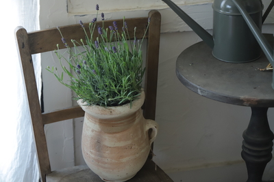 シンプルにイングリッシュラベンダー