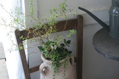 ソフォラの寄せ植え＜チュニジアポット＞