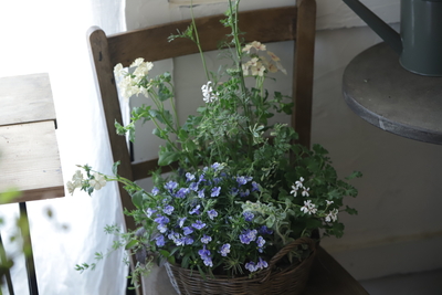 季節の寄せ植え＜ビニールバスケット＞