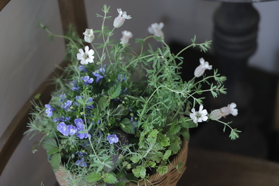 季節の小花の寄せ植え