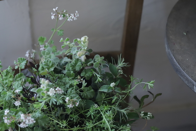 楚々とした寄せ植え