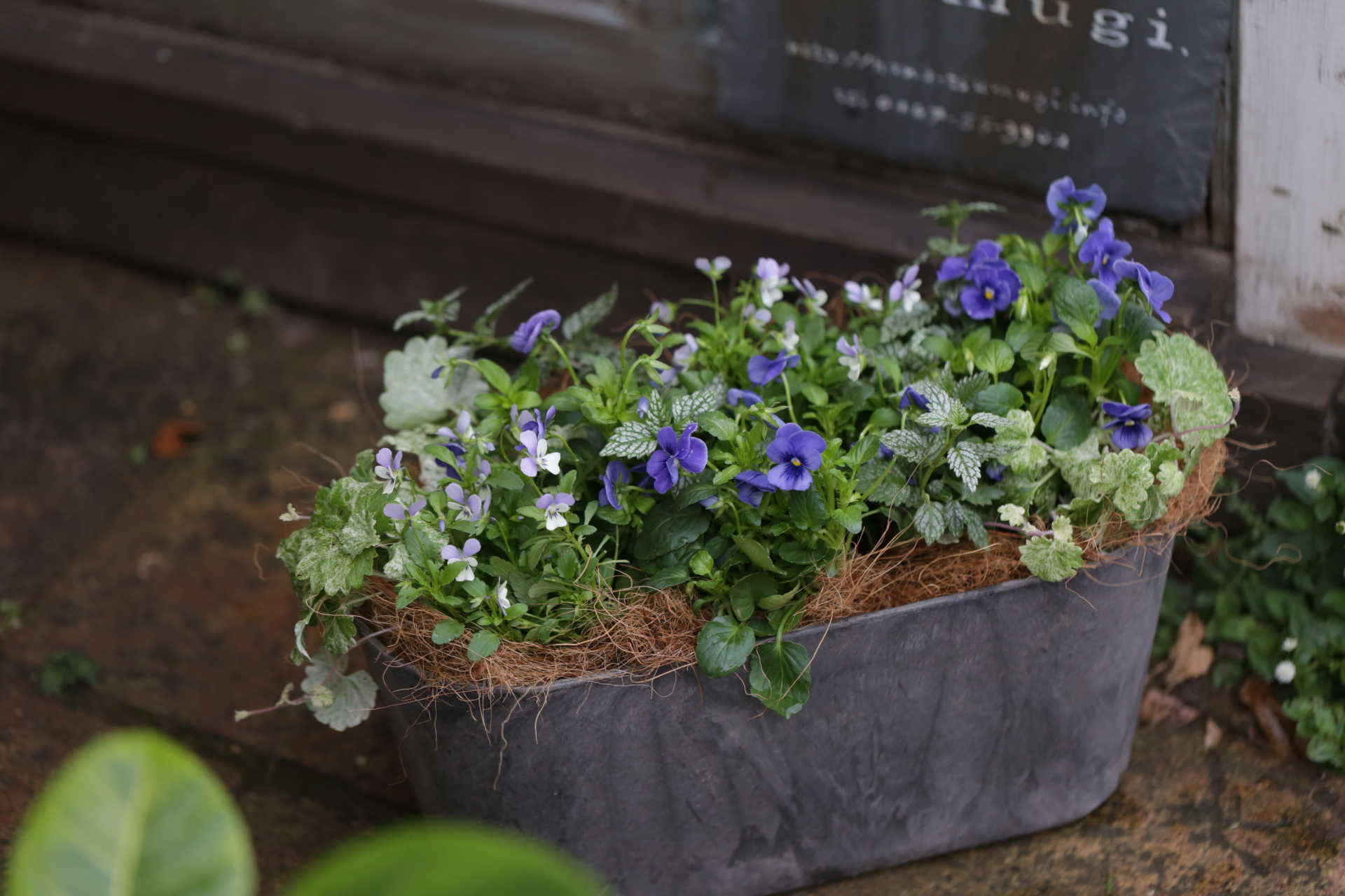 ビオラのブルー系寄せ植え | tsumugi．