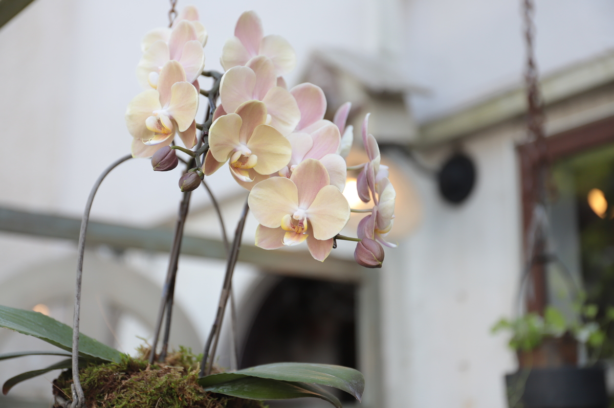 【特選】　胡蝶蘭　マザーチーク　5株　ファレノプシス 特選】 胡蝶蘭 マザーチーク 5株 ファレノプシス マザーチーク