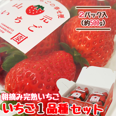 【送料無料】朝摘み完熟いちご おすすめ1品種セット 250g×2パック