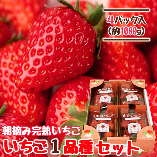 美品 摘みたていちごOP 黒 送料無料】朝摘み完熟いちご おすすめ1品種セット 250g×4パック | 山元