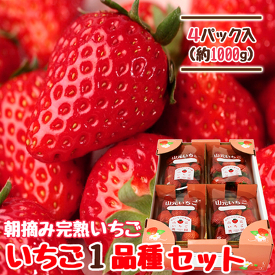 【送料無料】朝摘み完熟いちご おすすめ1品種セット 250g×4パック