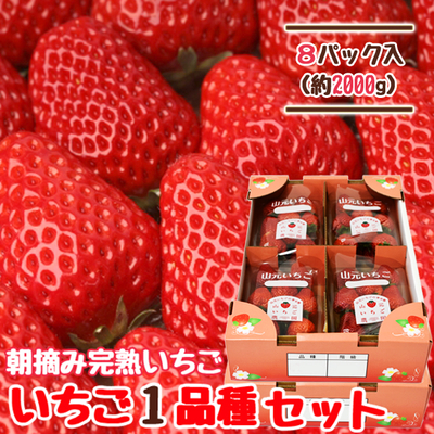 【送料無料】朝摘み完熟いちご おすすめ1品種セット 250g×8パック