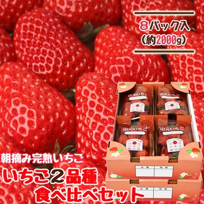 【送料無料】朝摘み完熟いちご ２品種食べ比べセット 250g×8パック