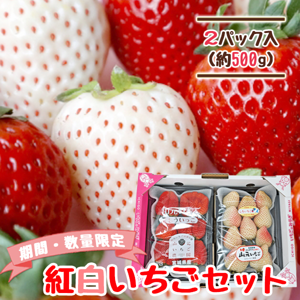 期間・数量限定】【送料無料】紅白いちご 250g×2パック 平詰め 贈答用