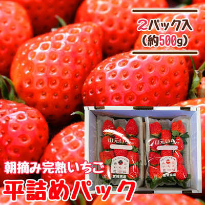 【送料無料】朝摘み完熟いちご 250g&times;2パック 平詰め 贈答用 品種おまかせ 
