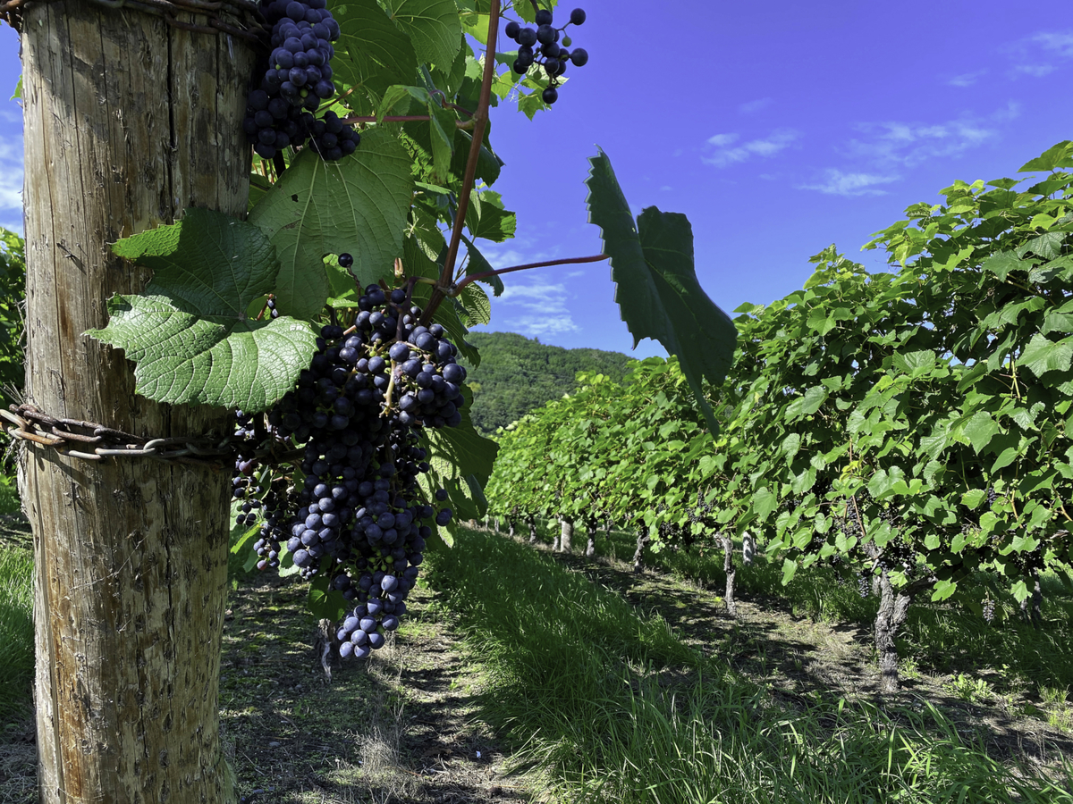 山幸【十勝ワイン】 | HBCショップ |北海道の旬を発信します