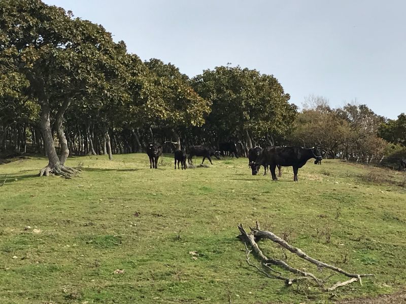 日高おださんちの牛 3種セレクト 小田裕昭 Hbcショップ 北海道の旬を発信します