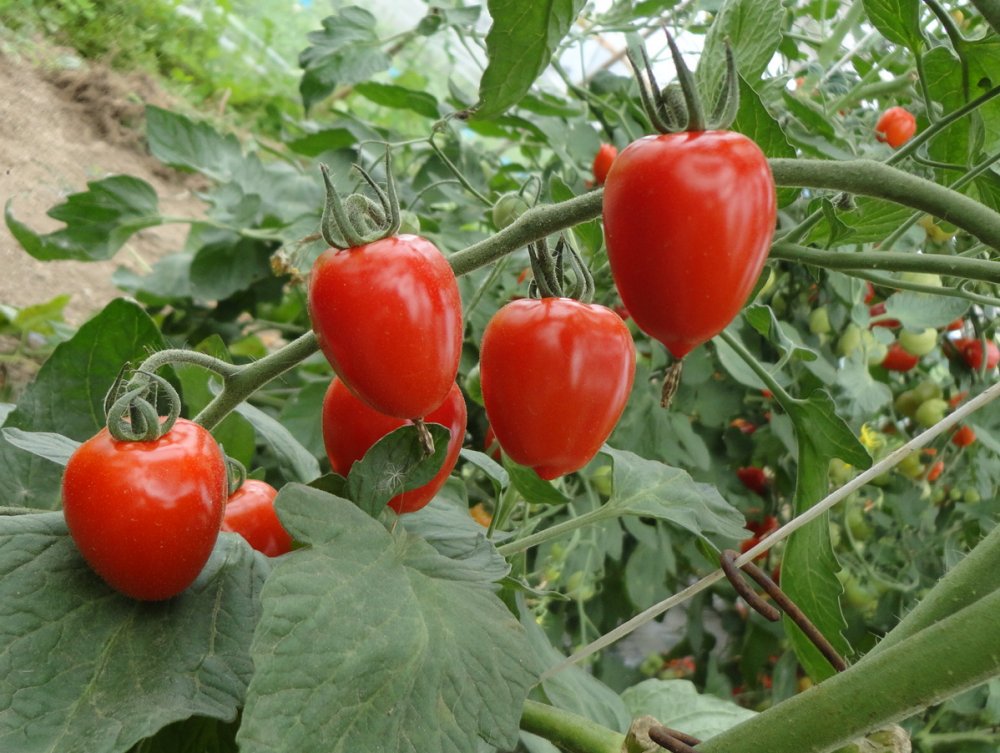 今日ドキッ で放送されました 北海道名寄産 果実みたいなミニトマト トマトベリー お得な訳あり品 ウェーブ Hbcショップ 北海道の旬を発信します