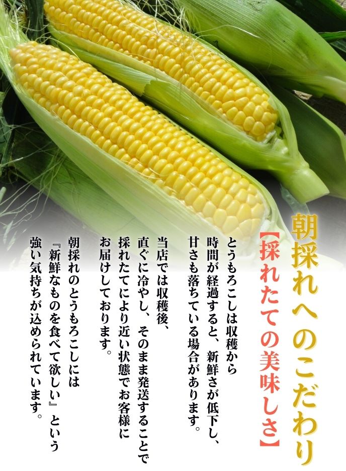 ３７５０円！朝採れ発送！生でも食べられる「ゴールドラッシュ」クール便対応 3750円！朝採れ発送！生でも食べられる「ゴールドラッシュ