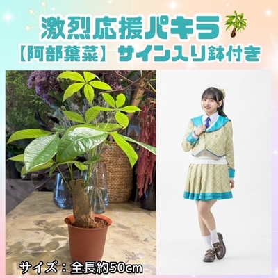 ＜タイトル未定のパキラっしゅ★＞阿部葉菜　激烈応援パキラ