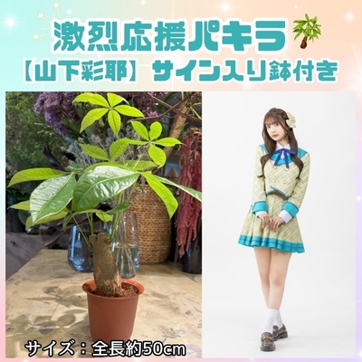＜タイトル未定のパキラっしゅ★＞山下彩耶　激烈応援パキラ