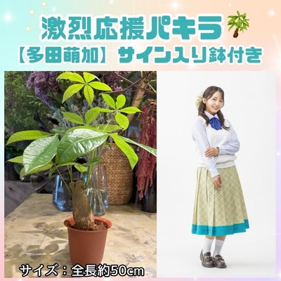 ＜タイトル未定のパキラっしゅ★＞多田萌加　激烈応援パキラ