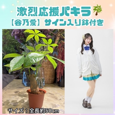 ＜タイトル未定のパキラっしゅ★＞谷乃愛　激烈応援パキラ