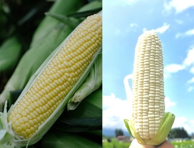 数量限定　フルーツコーン2種セット(10本)