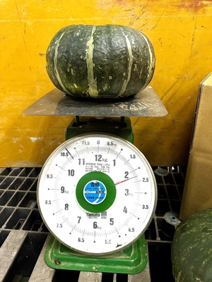 北海道産大玉かぼちゃ１玉(２㎏以上)