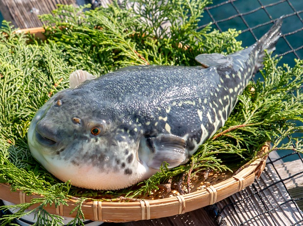 戸石とらふぐフルコースセット | 長崎市たちばな漁協