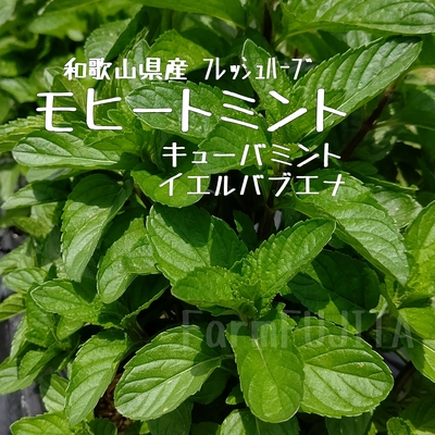 【リピーター様専用】イエルバブエナ(送料込)※冷蔵便