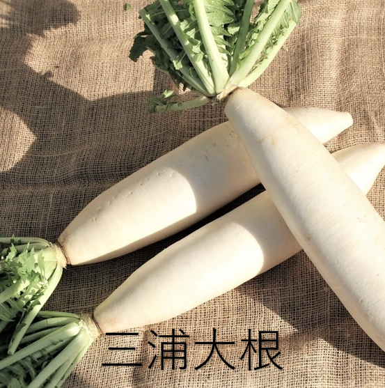 三浦市農協オンラインショップ 三浦市農協