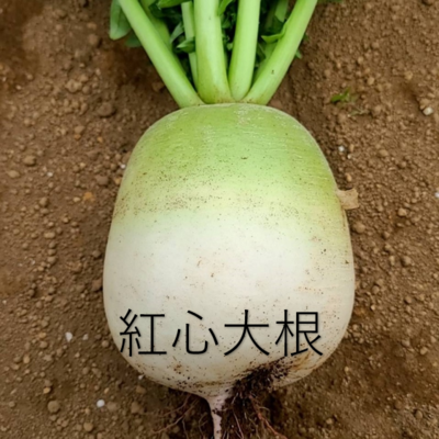 大根のえ だいこん ダイコン 大根