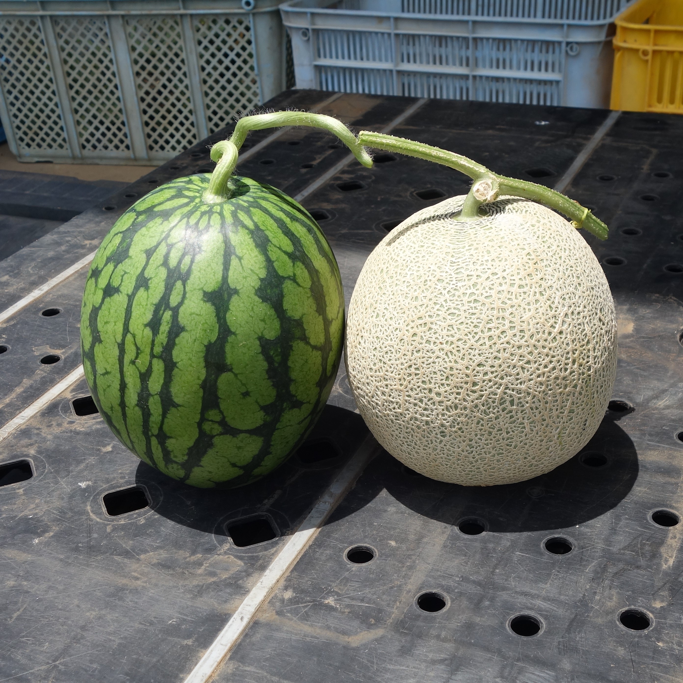 三浦市農協オンラインショップ | 三浦市農協