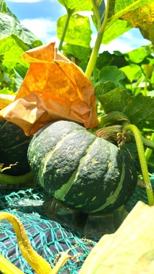 三浦市農協オンラインショップ | 三浦市農協