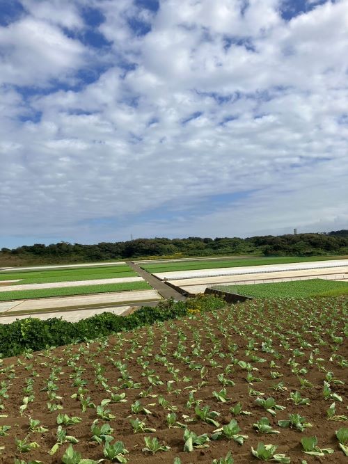 弁慶柱 特大 極太 発根済み 弁慶柱 特大 極太 発根済み Yahoo