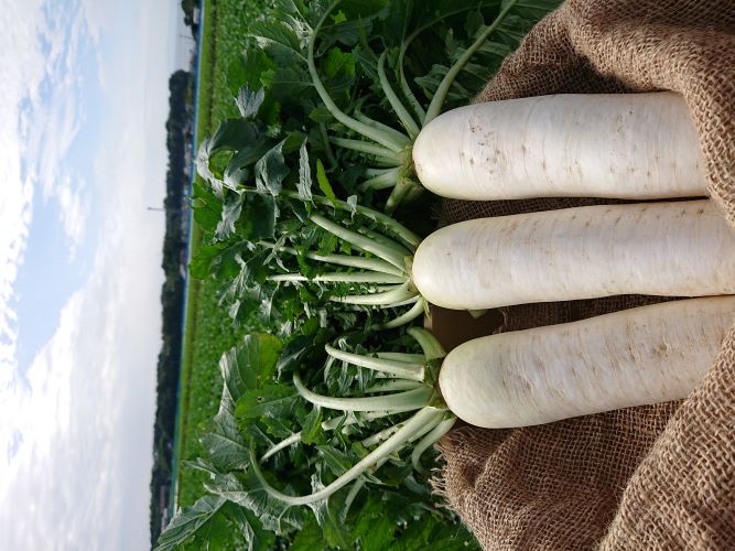 弁慶柱 特大 極太 発根済み 弁慶柱 特大 極太 発根済み Yahoo