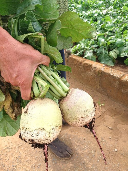 三浦市農協オンラインショップ | 三浦市農協