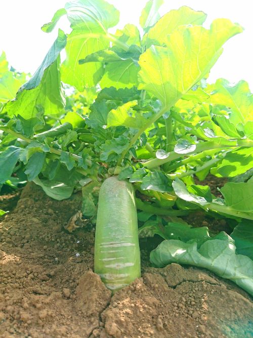 三浦市農協オンラインショップ | 三浦市農協