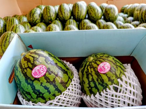 すいか | 三浦市農協