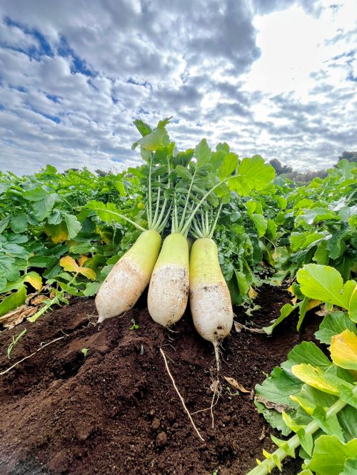 限定復活★味いちばん大根（30箱限定）