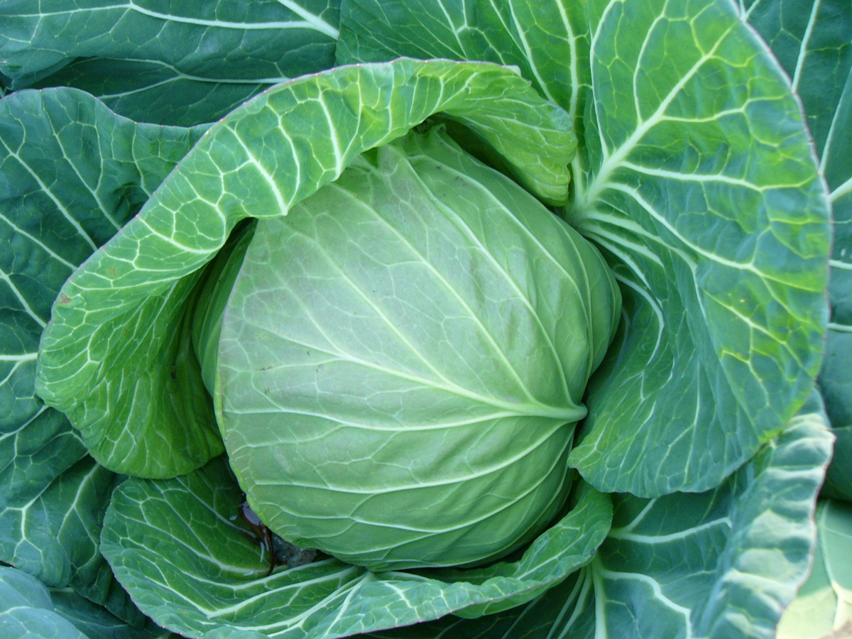 キャベツ様 三浦市農協オンラインショップ | 三浦市農協