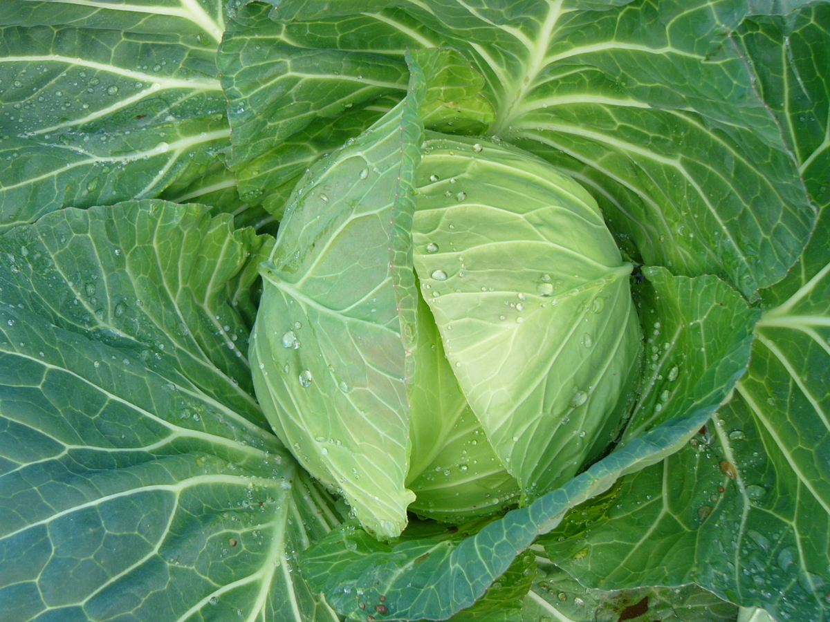 三浦市農協オンラインショップ | 三浦市農協