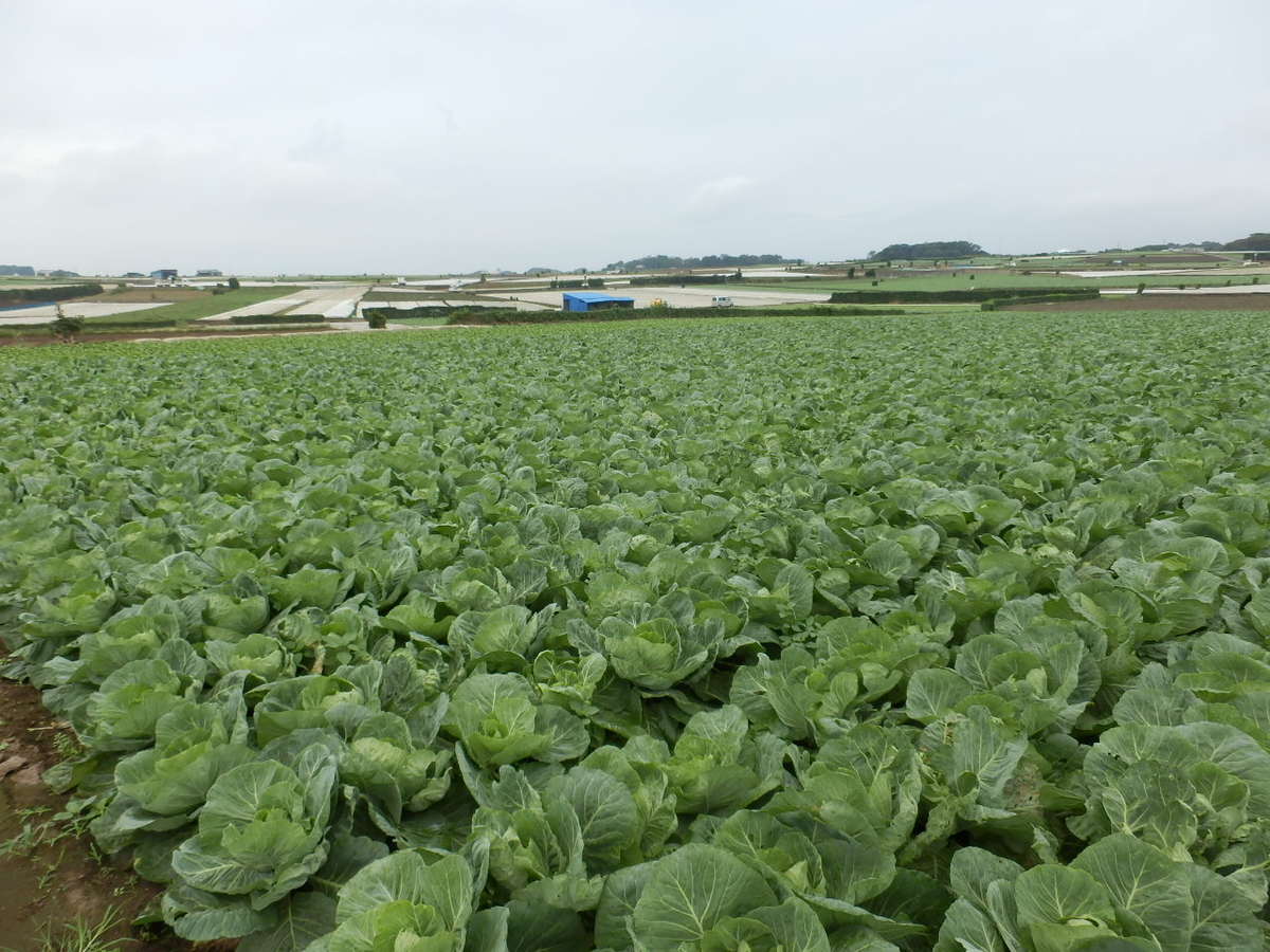 三浦市農協オンラインショップ | 三浦市農協