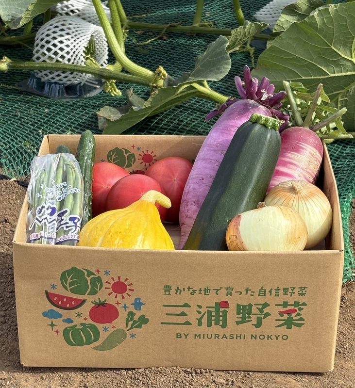 夏野菜セット6～8種(夏のバスケット)