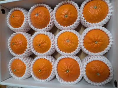 【2月発送】ハウス津の輝 　お試し☆化粧箱入り