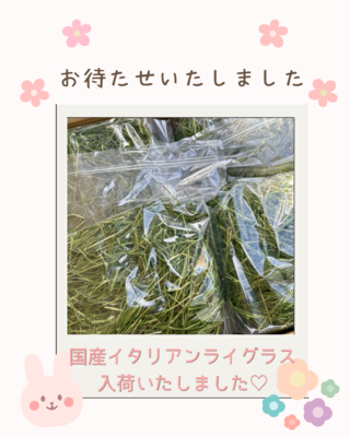 国産イタリアンライグラス 150g