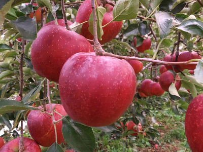 サンフジご家庭用５㎏14～18個