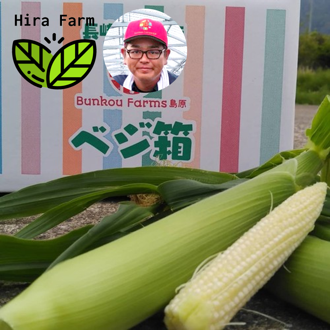 朝採れ 貴重な生 ヤングコーン 1 8kg 15 本 分校ファームズ島原
