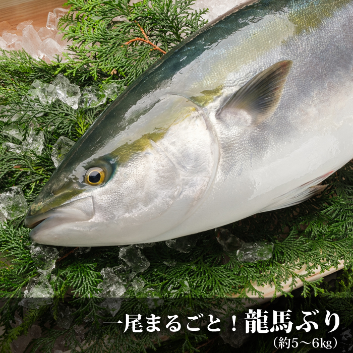 龍馬ブリ 鰤 天然の養殖場 宿毛湾 で養殖のプロ漁師が手間ひまかけて育てたぶりを産地直送でお届け 匠の魚商 高知から産地直送 龍馬鰤 ぶり 龍馬鯛 たい こだわり鮮魚を通販でお取り寄せ