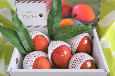 沖縄産 贈答用アーウィンマンゴー 4玉 (2kg)クール便発送 数量限定】2025贈答用アーウィンマンゴー2kg 化粧箱入り（送料込