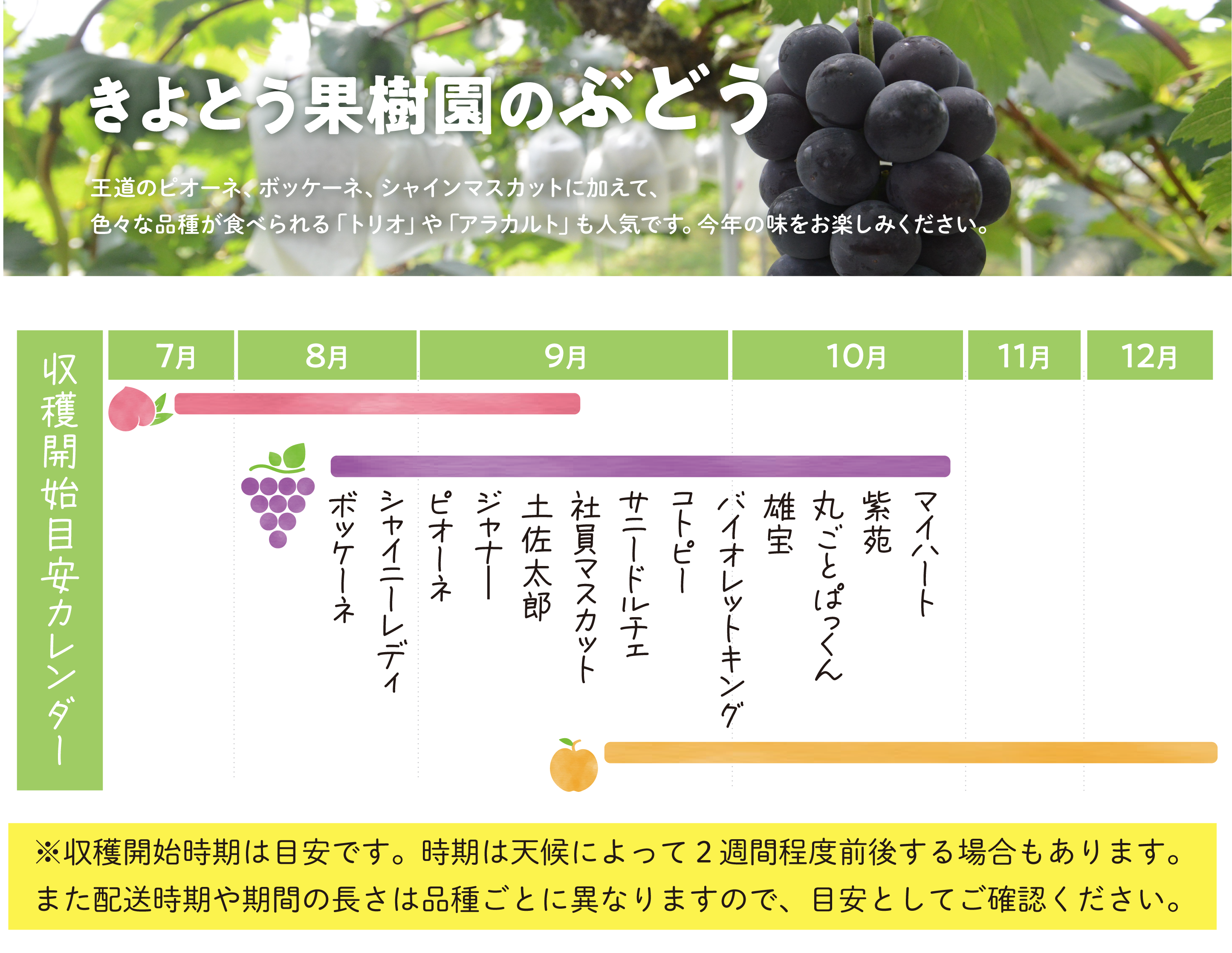 ぶどう商品の詳細ページ | きよとうファーム