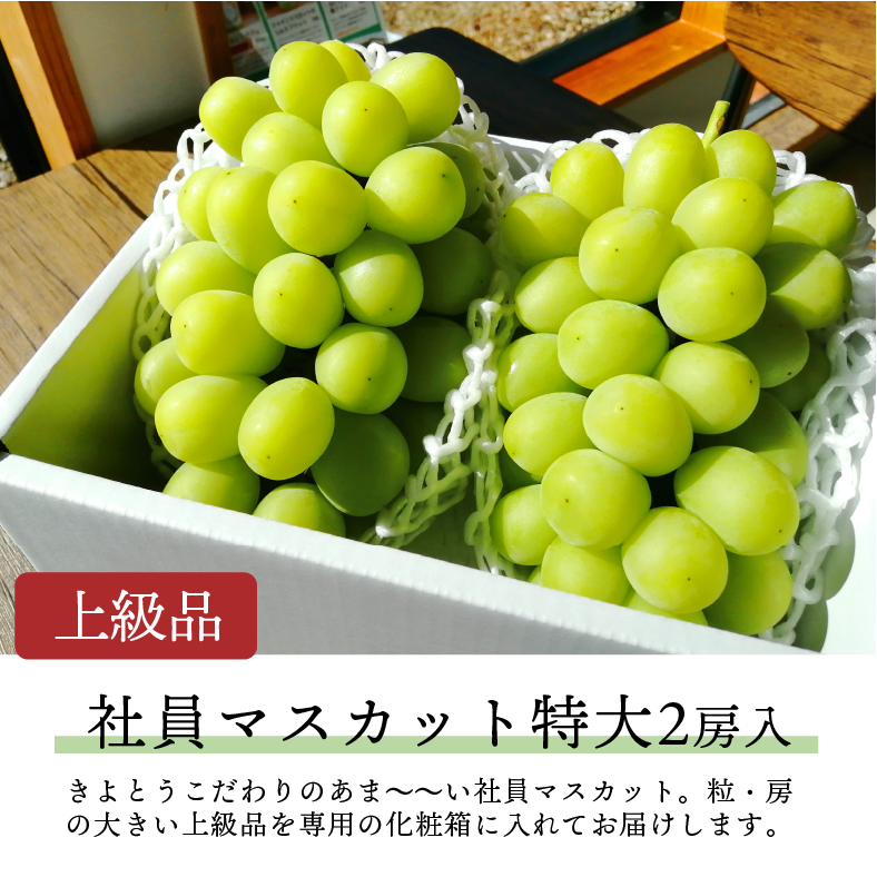 マスカットページ 受付終了】T01＜3回便＞社員ﾏｽｶｯﾄ【特大2房/上級品】2R | きよとうファーム