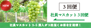 社員の3回便