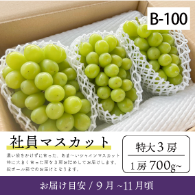 9月-10月}【一次予約受付終了】B100/社員ﾏｽｶｯﾄ【超特大3房入】95R